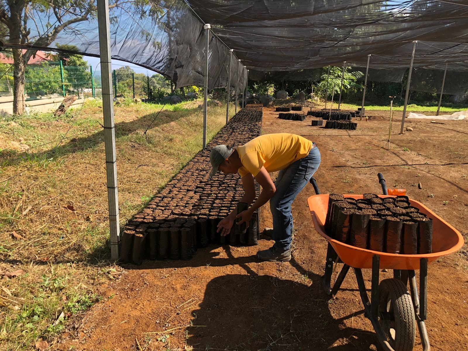 Conservación forestal