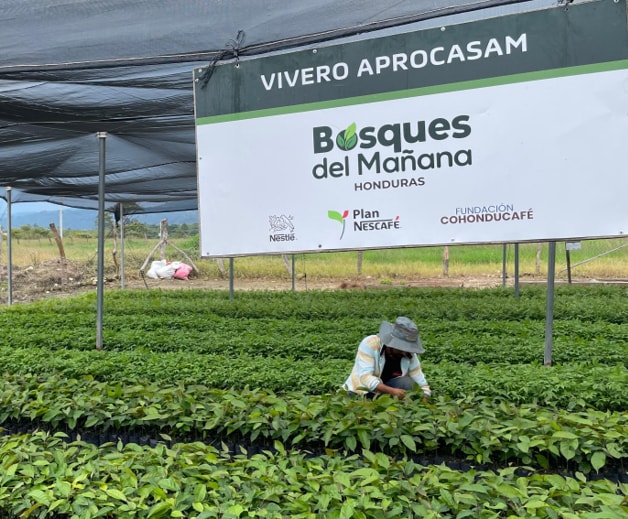 Productores forestales